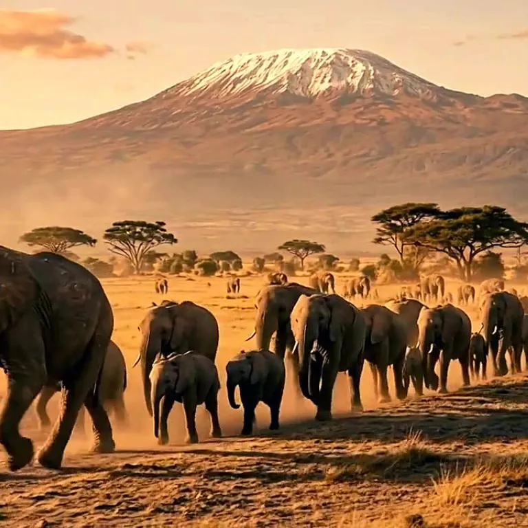 15 Elephants Found Dead in Amboseli as Cyanide Poisoning Probe Begins